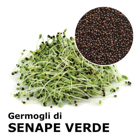 Semi da germoglio - Senape verde Snack