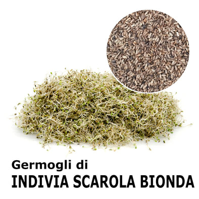 Semi da germoglio - Indivia scarola bionda Cupido