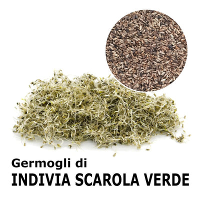 Semi da germoglio - Indivia scarola verde a cuore pieno