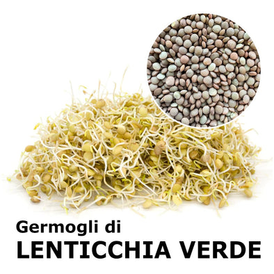 Semi da germoglio - Lenticchie verdi Siena