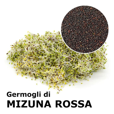 Semi da germoglio - Mizuna rossa Shiro