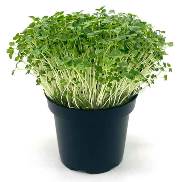 Microgreen seeds - Broccoli raabs Murge