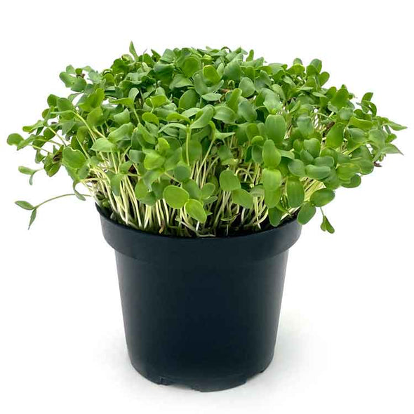 Microgreen seeds - Brown flaxseed Kabir