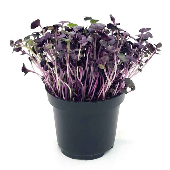 Microgreen seeds - Radish Tango