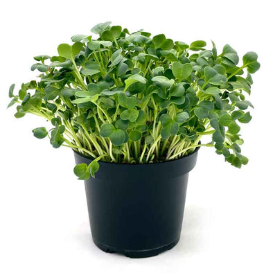 Microgreen seeds - Radish Daikon