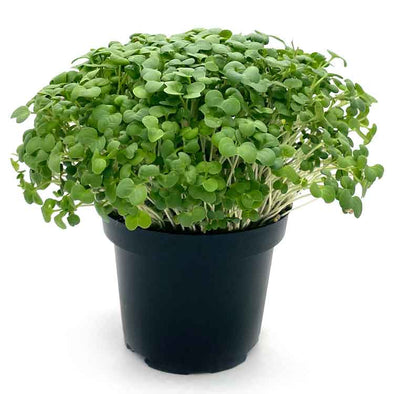 Microgreen seeds - White mustard Yeti