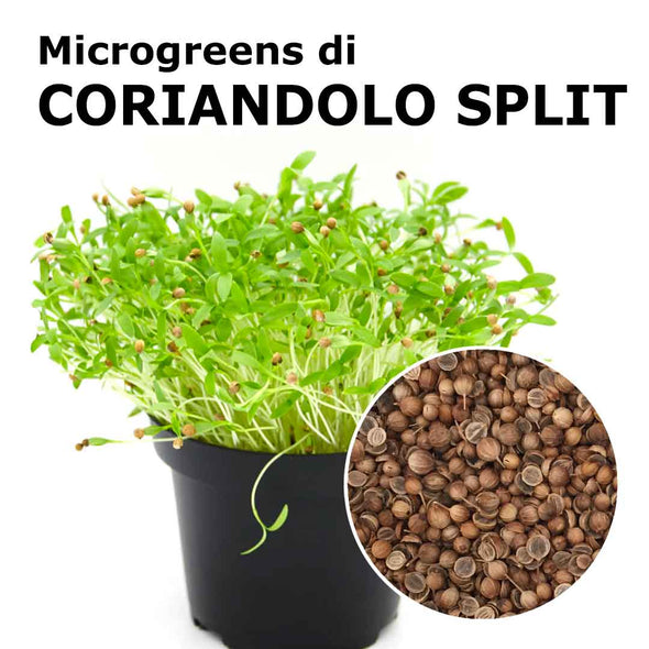 Semi per microgreens - Coriandolo Split Giano