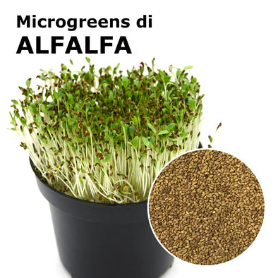 Semi per microgreens - Alfalfa (o Erba medica) Demetra