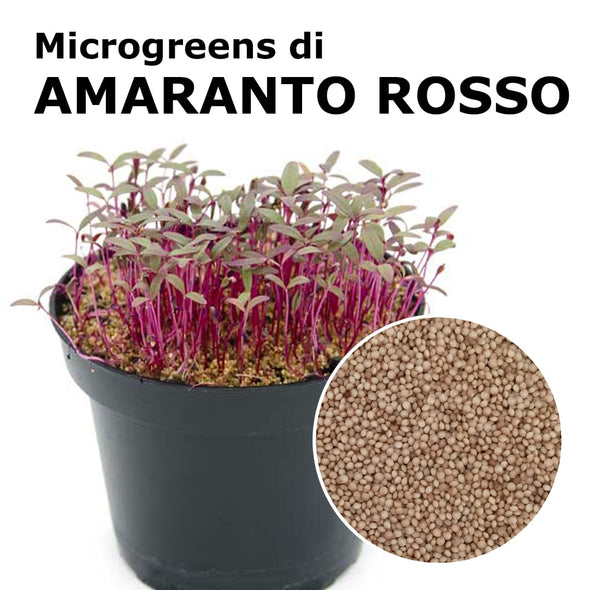 Semi per microgreens - Amaranto rosso Flame