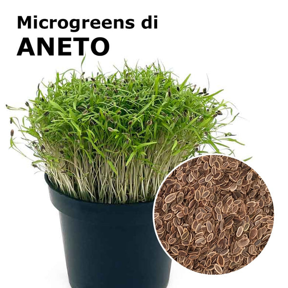 Semi per microgreens - Aneto Mistral