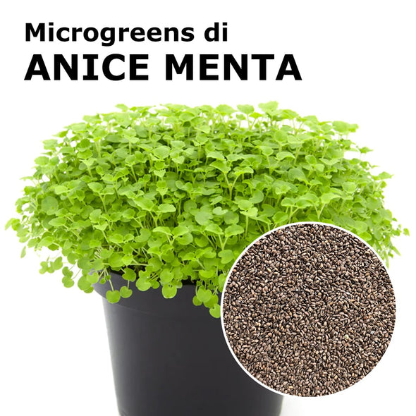 Semi per microgreens - Anice menta Turquoise
