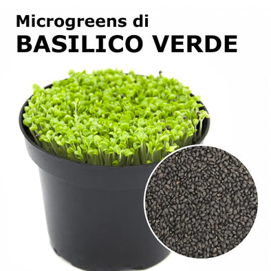 Semi per microgreens - Basilico verde Zena