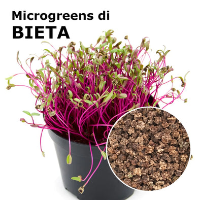 Semi per microgreens - Bieta Bull’s Blood Granada
