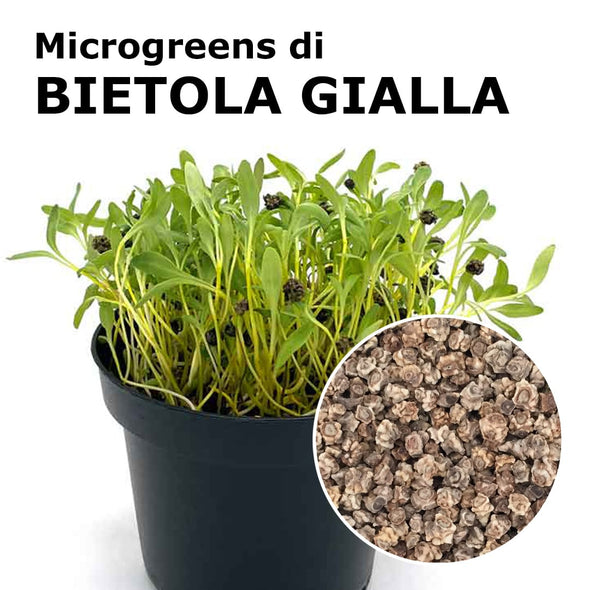 Semi per microgreens - Bietola gialla Mimosa