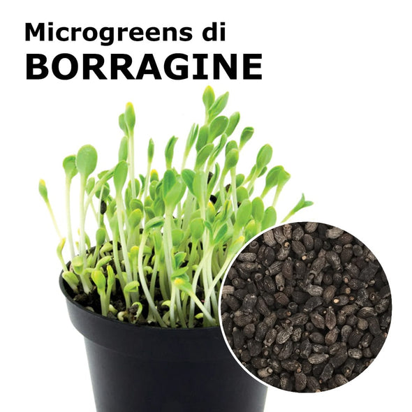 Semi per microgreens - Borragine Emerald