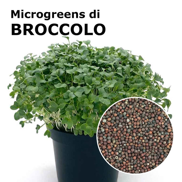 Semi per microgreens - Broccolo calabrese Sibari