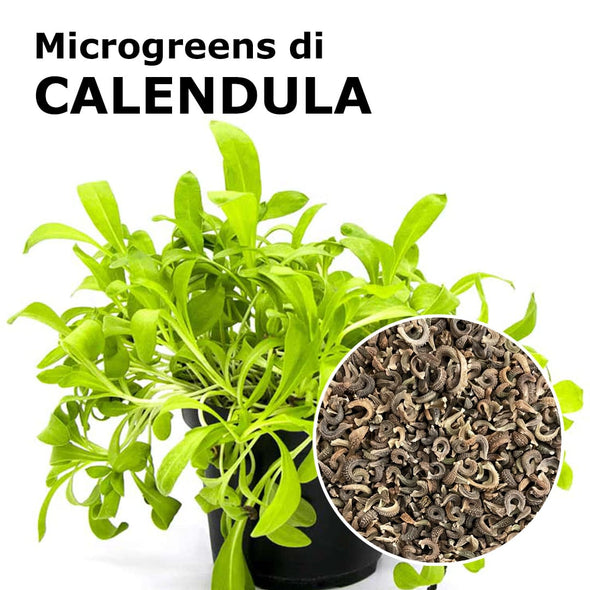Semi per microgreens - Calendula Cheope
