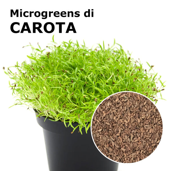 Semi per microgreens - Carota Peline