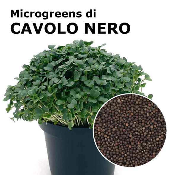 Semi per microgreens - Cavolo nero di Toscana Salus