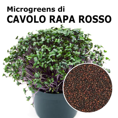 Semi per microgreens - Cavolo rapa rosso Bacco