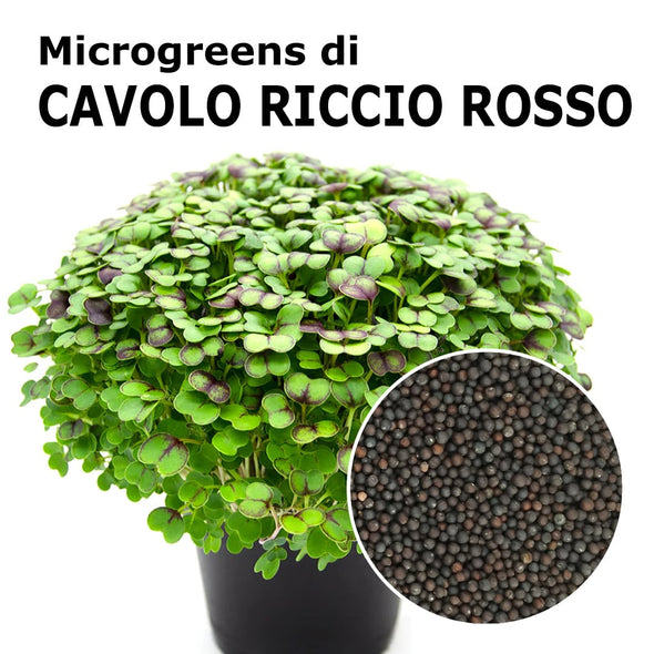 Semi per microgreens - Cavolo riccio rosso Portugal