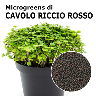 Semi per microgreens - Cavolo riccio rosso Zivago
