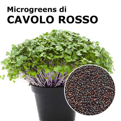 Semi per microgreens - Cavolo rosso Marte
