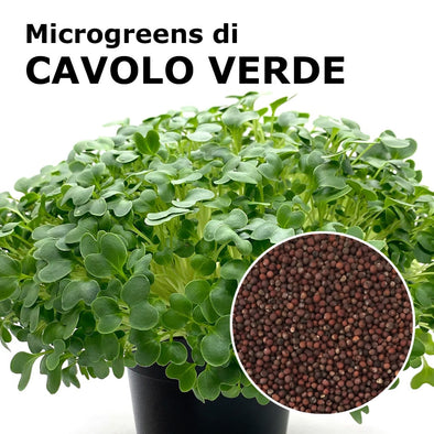 Semi per microgreens - Cavolo Verde Osiride