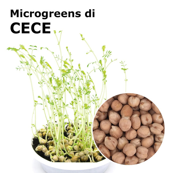 Semi per microgreens - Cece Magno