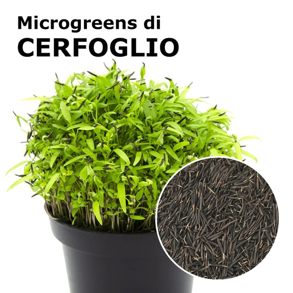 Semi per microgreens - Cerfoglio Unicorn