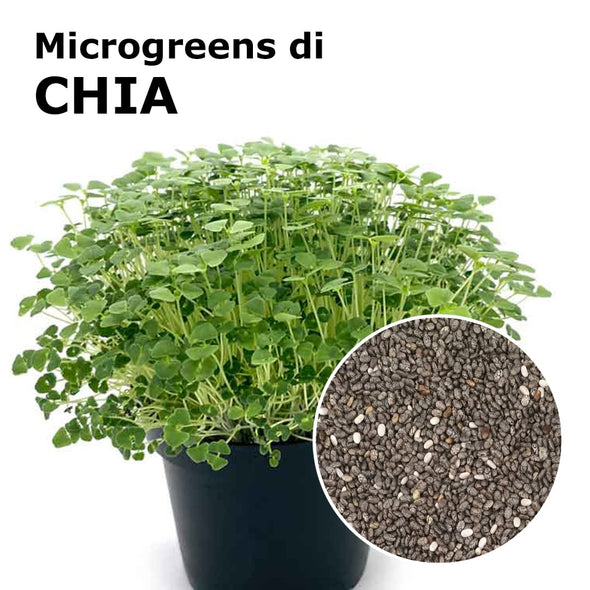 Semi per microgreens - Chia Helmet