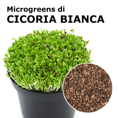 Semi per microgreens - Cicoria a stelo bianco Luke