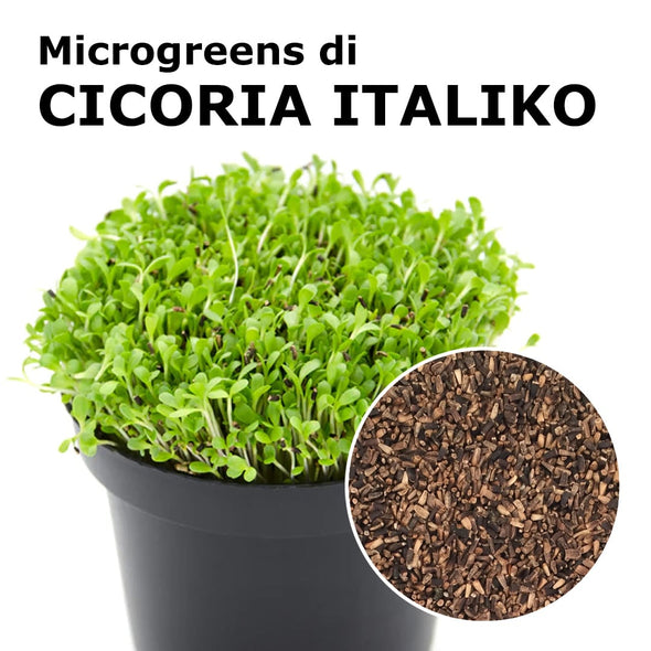 Semi per microgreens - Cicoria italiko Leila