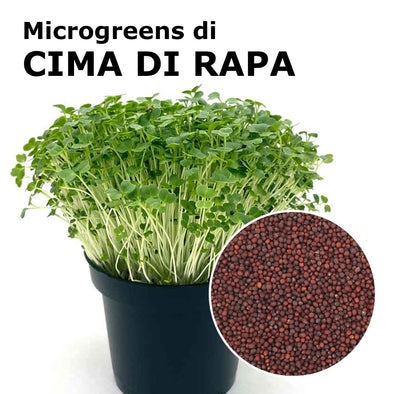 Semi per microgreens - Cima di rapa Murge
