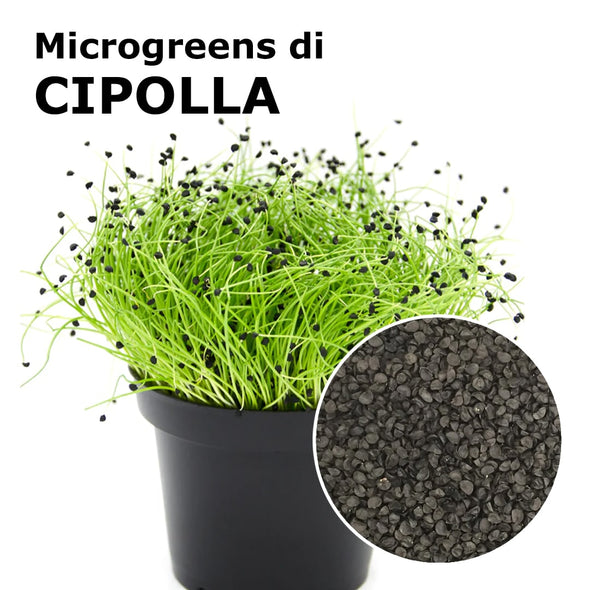 Semi per microgreens - Cipolla Pinga
