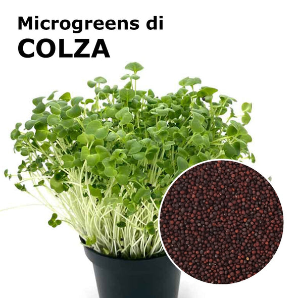 Semi per microgreens - Colza Lillo