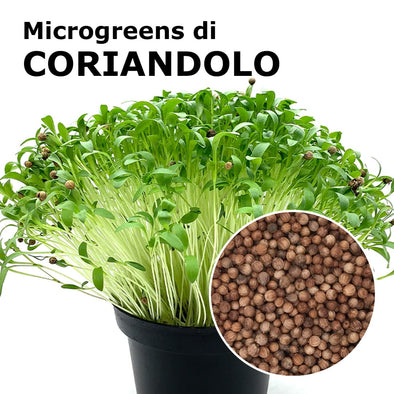 Semi per microgreens - Coriandolo Bombei