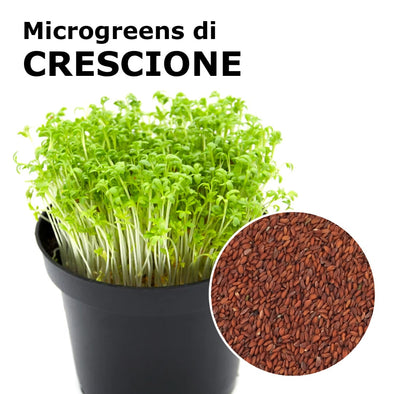 Semi per microgreens - Crescione Romagna