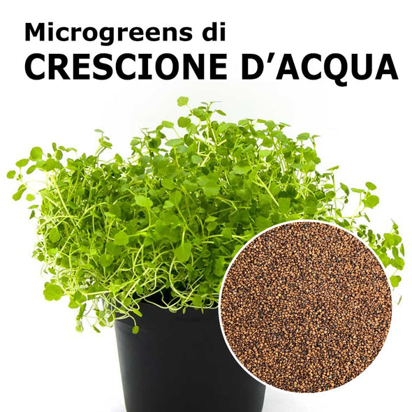 Semi per microgreens - Crescione d'Acqua Persia