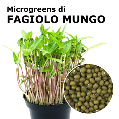 Semi per microgreens - Fagiolo Mungo Isidoro