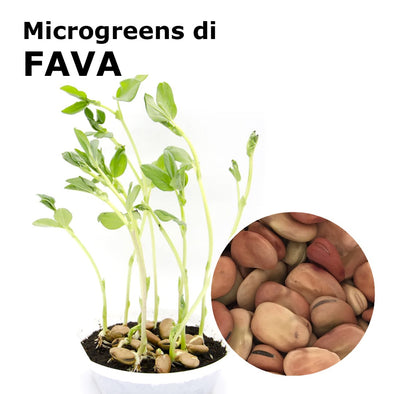 Semi per microgreens - Fava Giunone