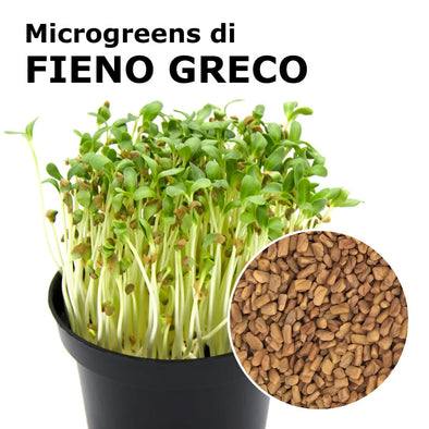 Semi per microgreens - Fieno greco Perseo