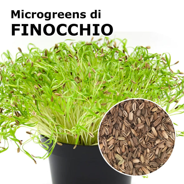 Semi per microgreens - Finocchio Napo