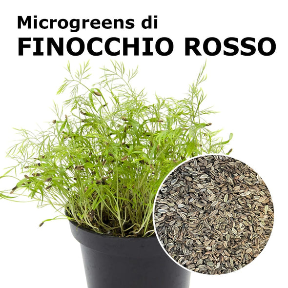 Semi per microgreens - Finocchio rosso Lupin