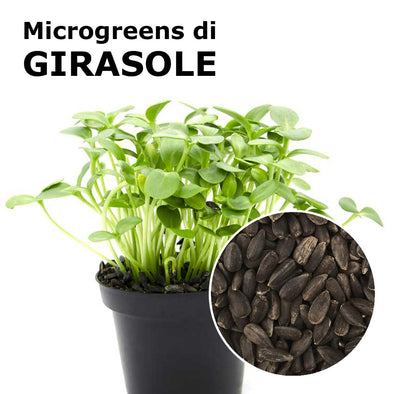 Semi per microgreens - Girasole Buddy