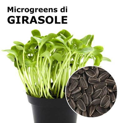 Semi per microgreens - Girasole Ukko