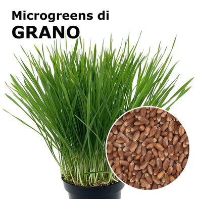 Semi per microgreens - Grano Incas
