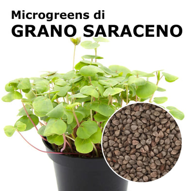 Semi per microgreens - Grano Saraceno Sinai