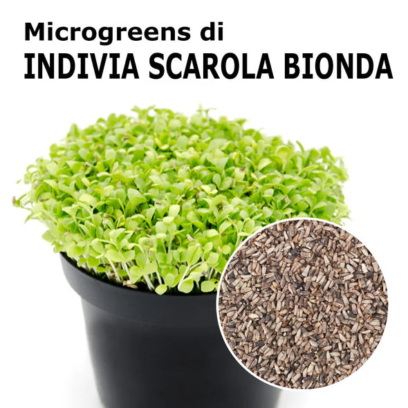 Semi per microgreens - Indivia scarola bionda Cupido