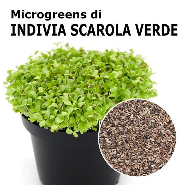 Semi per microgreens - Indivia scarola verde a cuore pieno